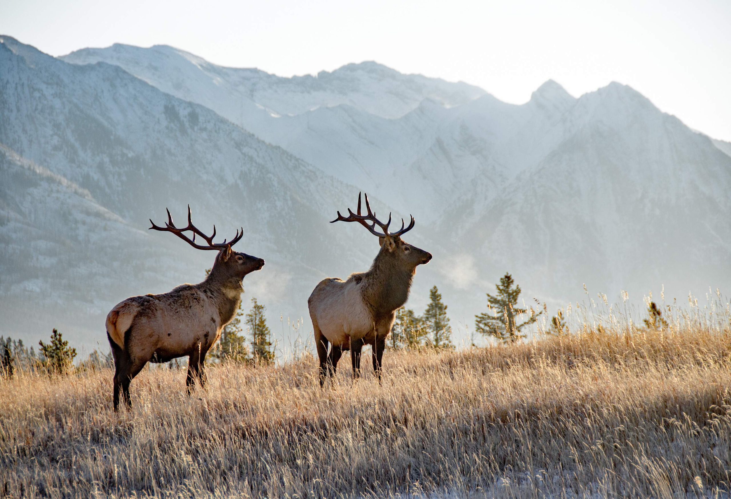 can you travel to canada without a passport