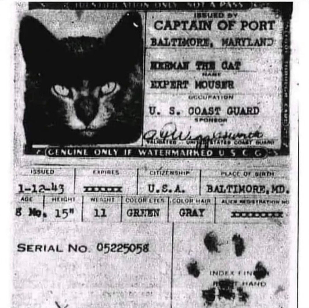 cat passports on ships