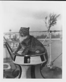 cat passports on ships