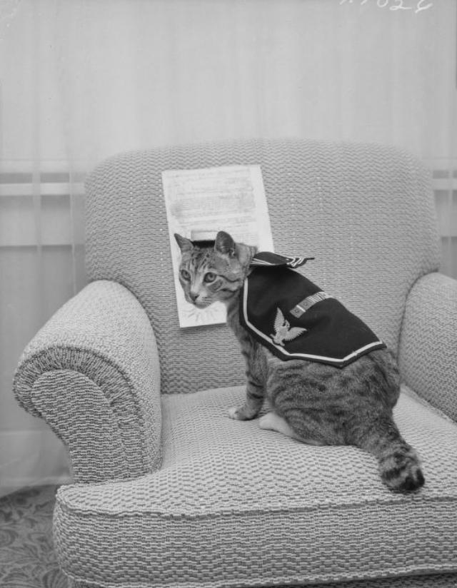 cat passports on ships