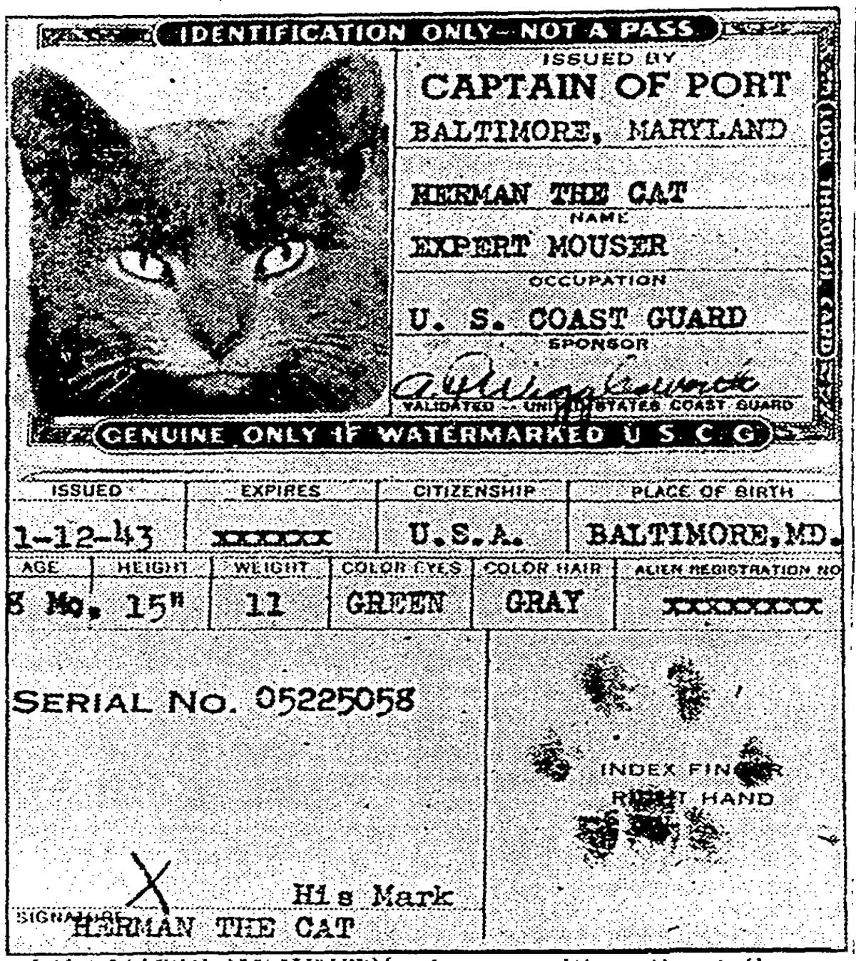 cat passports