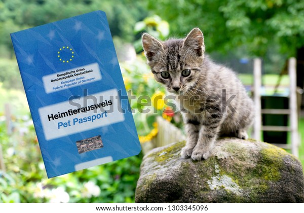 cat pet passport