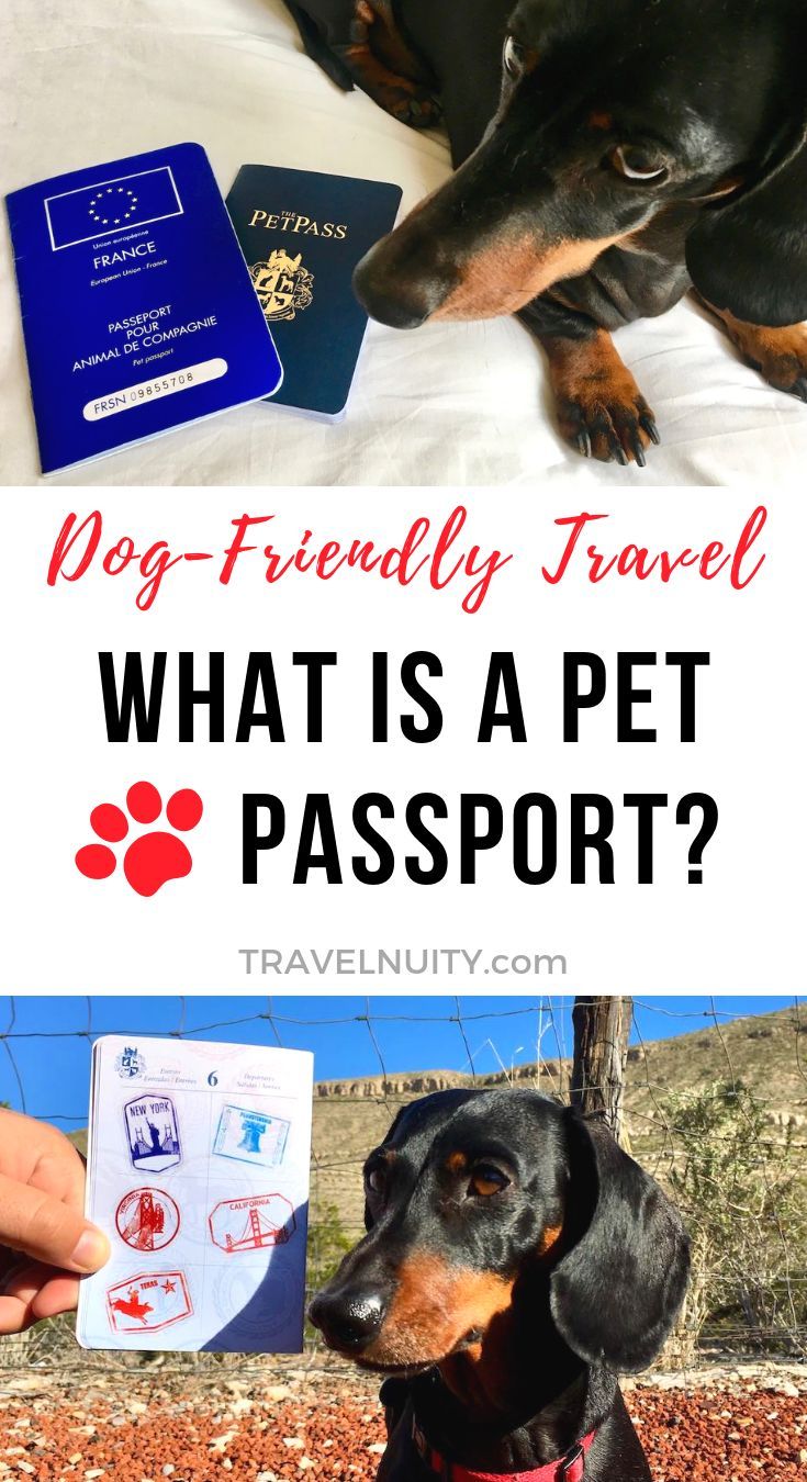 do dogs have to have passports