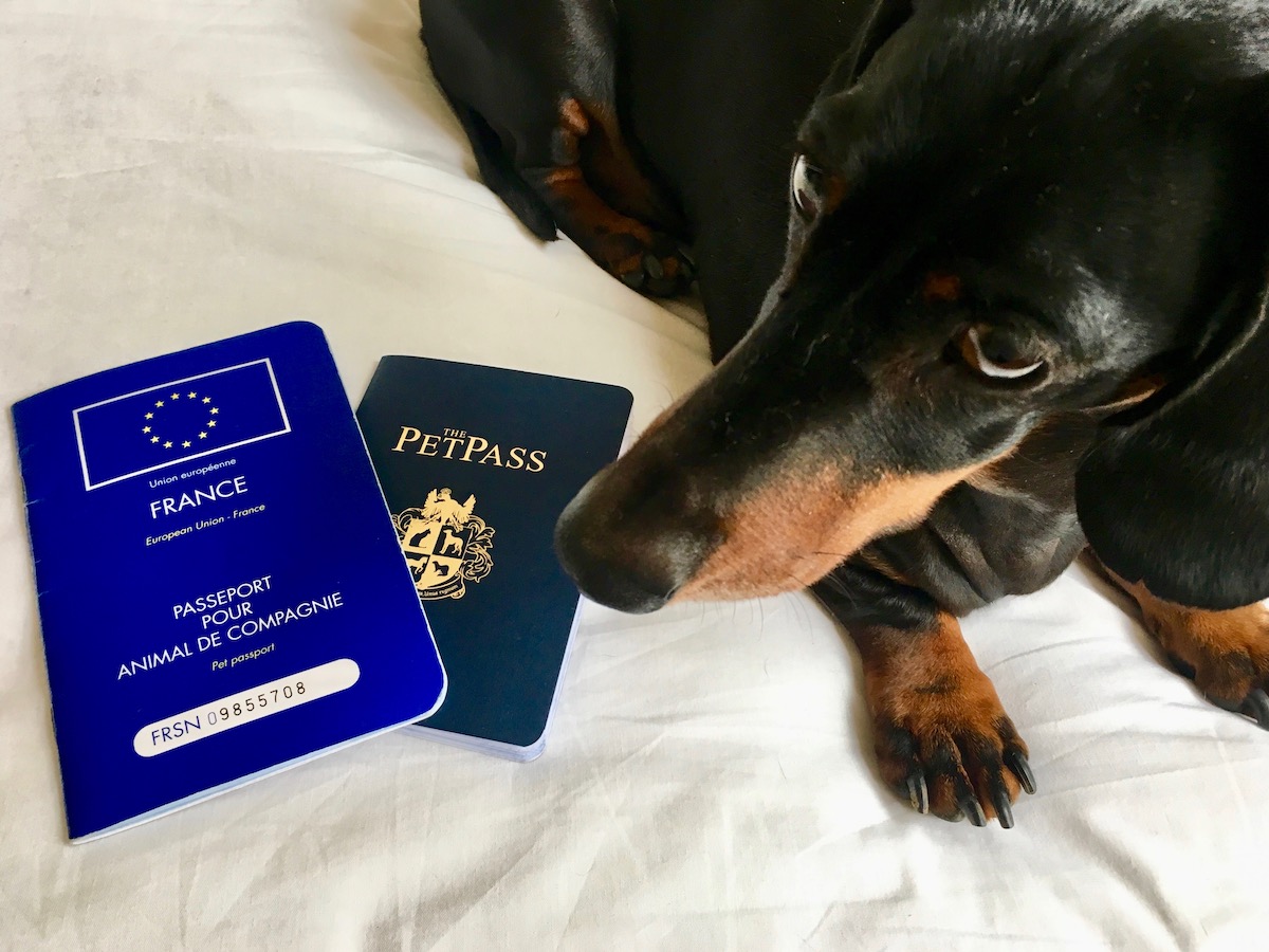 do dogs have to have passports