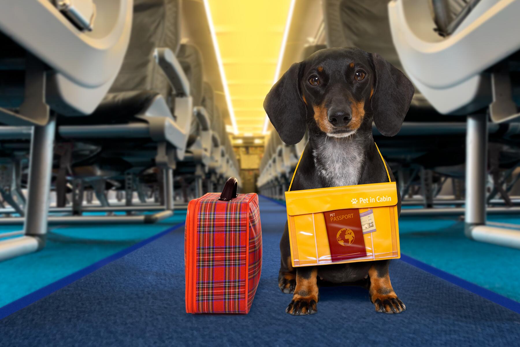 do dogs need passports to travel