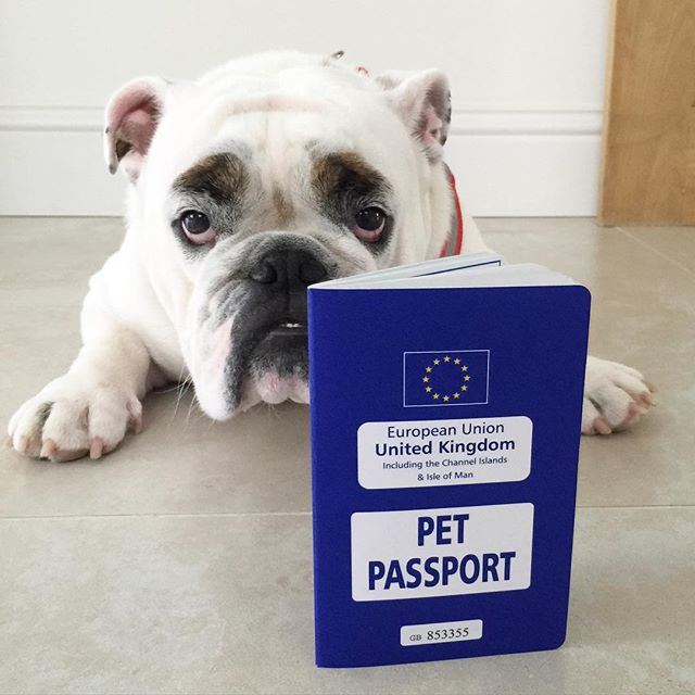 does my dog need a passport