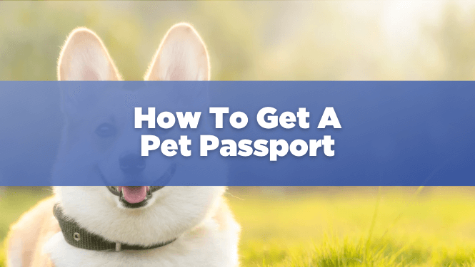 does pets need passport