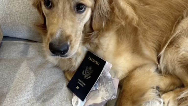 dog ate passport