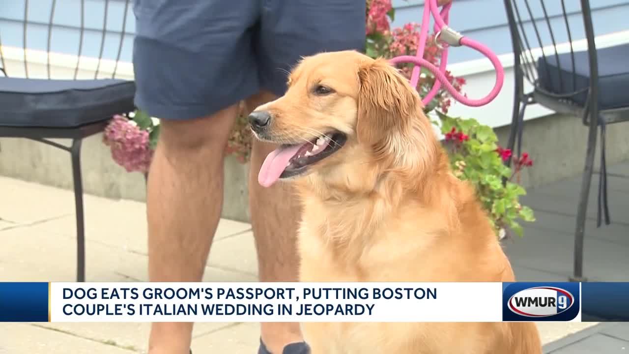 dog ate passport