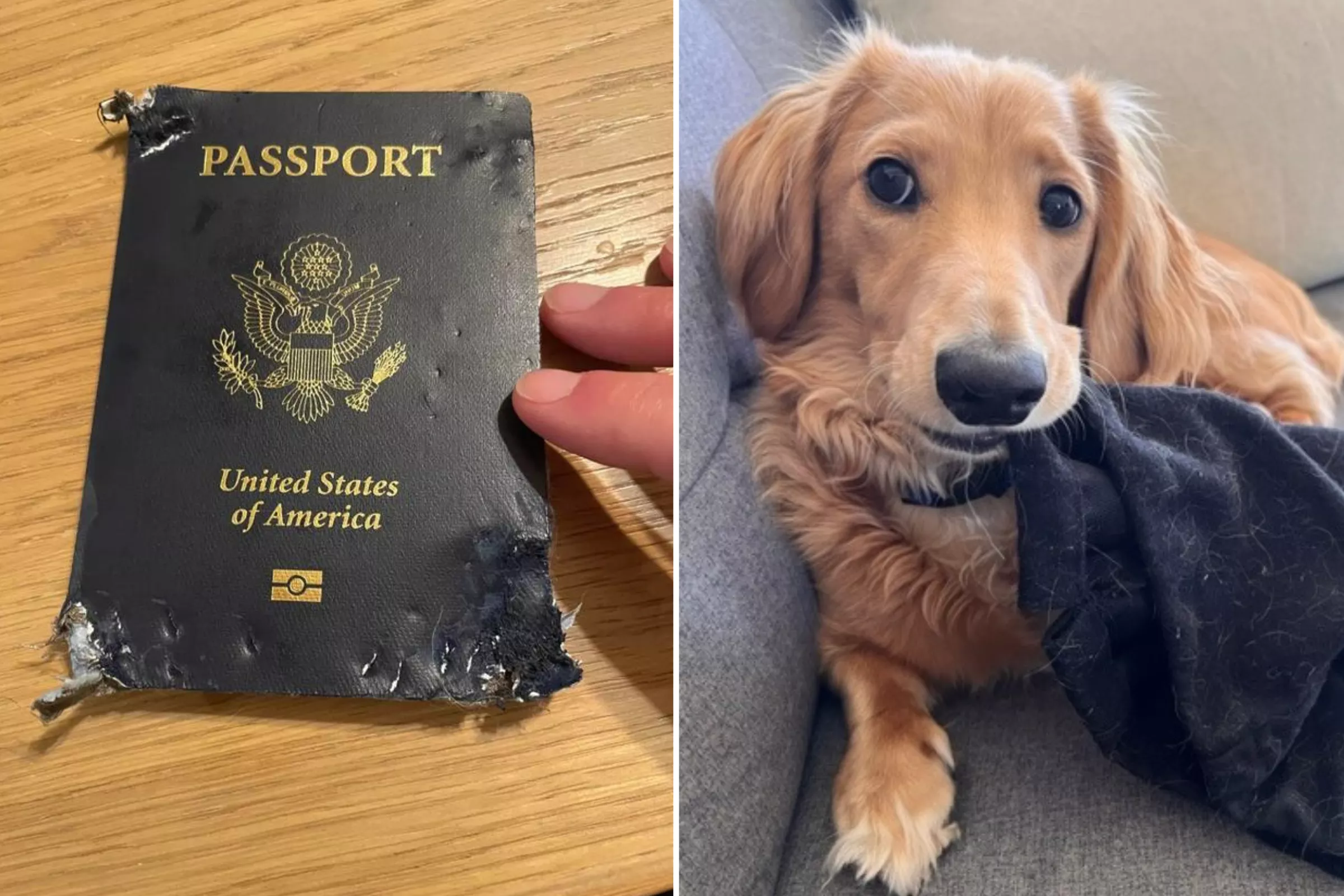 dog ate passport