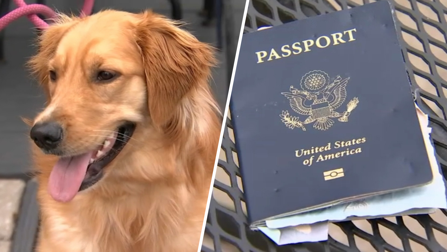 dog eats passport