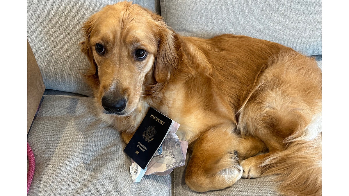 dog eats passport