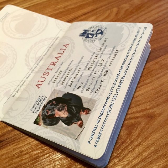 dog passport for international travel