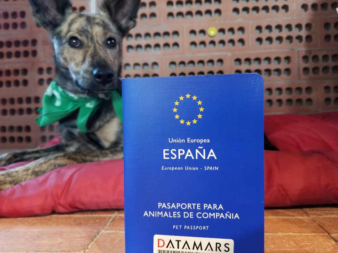 dog passport