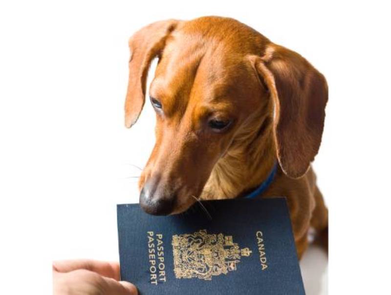 how much is a pet passport