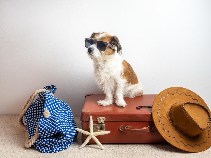 how to get a pet passport for a dog