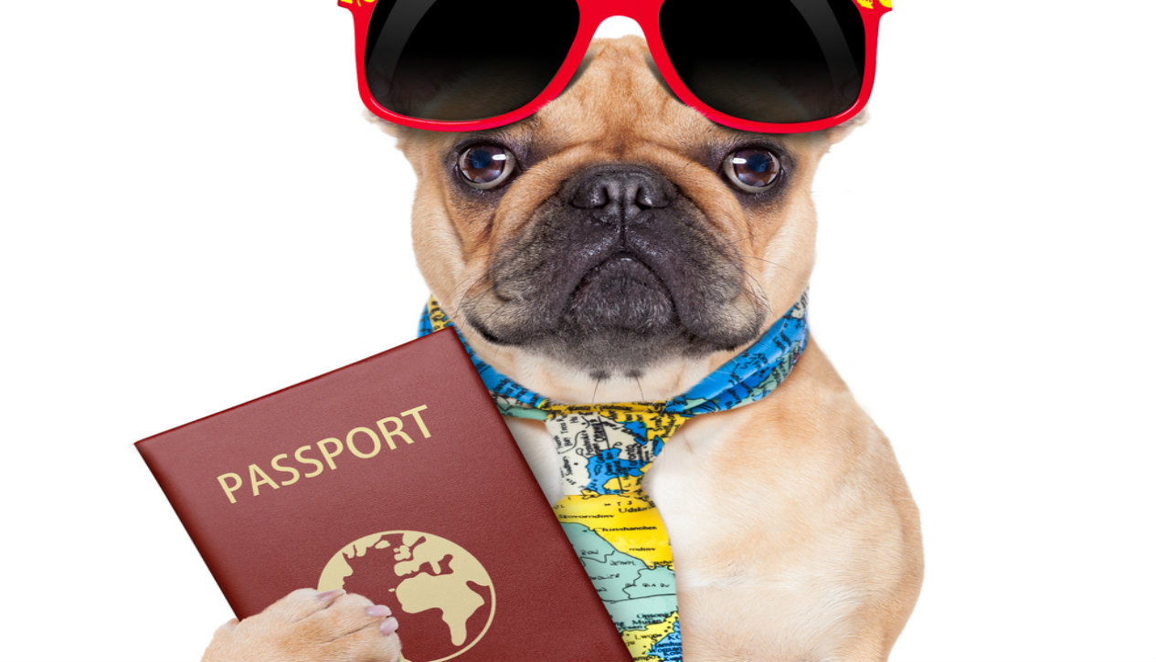 how to get a pet passport