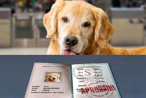 pet passport.