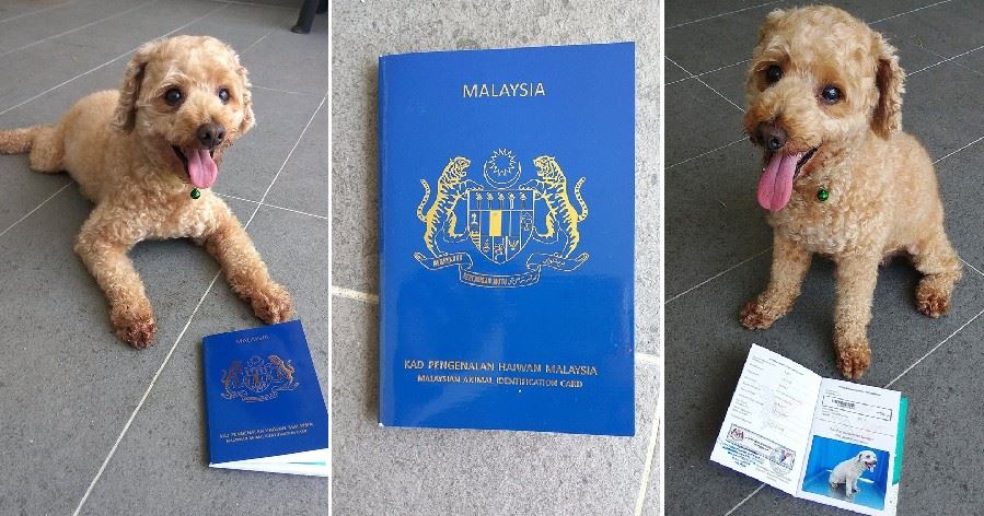 puppy passport